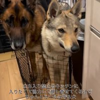 キッチンに入りたいダズくん＆ベネッタちゃん4
