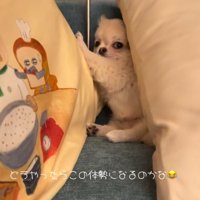 横向きで寝る犬2