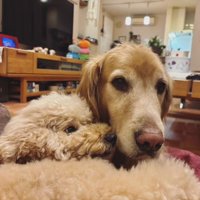 ビスコくんとピノちゃん2