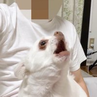 「ダメ！僕を置いて行かないで！」