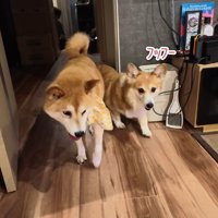 先にお散歩に行ったらご機嫌に♪