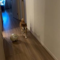 お姉ちゃん帰宅時のけいちゃん