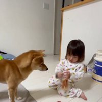 袋の中から犬のおやつを取り出そうとする女の子