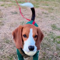 おしまいを告げられた犬