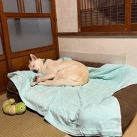 スヤスヤ寝る立ちゃん