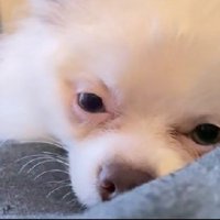 涙やけは徐々に改善