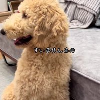 「もしかして…？」