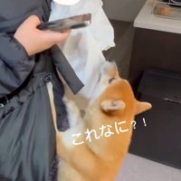 赤ちゃんに気づいたおもちくん