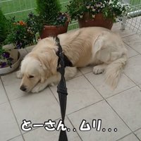 病院を嫌がるギンちゃん9