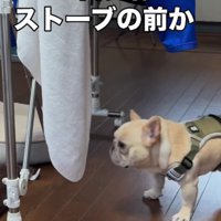 ストーブの前から離れない