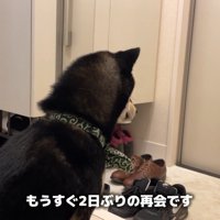 玄関で健気に待機