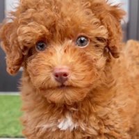カメラを見つめる子犬
