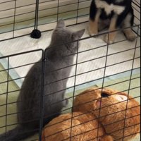 見つめ合う豆柴と猫