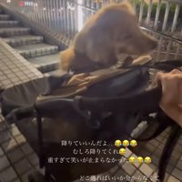 犬を乗せたカートを押しながら坂道を登る飼い主