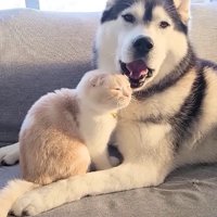 あくびをするはっちゃん