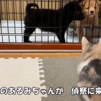 偵察する子猫