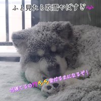 吹雪の中眠る子犬