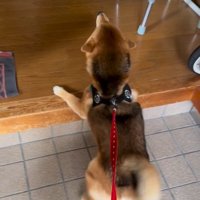 前のめりのはちちゃん