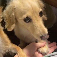 飼い主の手に前足を置いて、飼い主を見上げるミニチュアダックスフンド