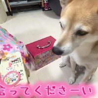 可愛らしいカウンセリング