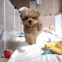 「あそぼっ！」