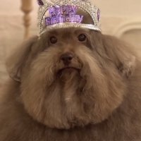 ティアラ姿の犬のアップ