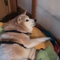 妹犬を見て固まる犬