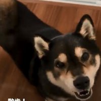 散歩に行きたいももちゃん