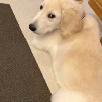 元に戻ったWILLくん