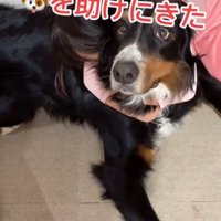 味方をする女の子