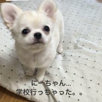 上を見つめる犬