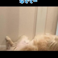 「なでて！」