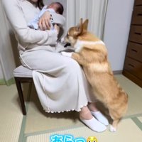 赤ちゃんを抱くママさんの膝に乗り出すコーギー
