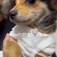 9センチだったガルウイングちゃん