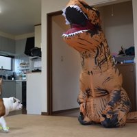 距離をとり様子を見るブルドッグ