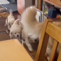 ゾロゾロと並んで移動