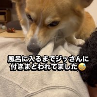 服に食らいつく犬