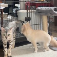 猫が出る横で立ち上がる犬