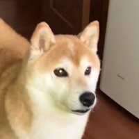立ち止まって飼い主を見つめる犬