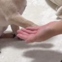 飼い主の手のひらから少し離れたところに前足を置く子犬