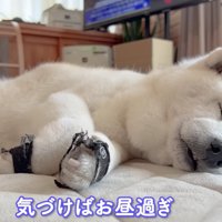 心地よさそうに二度寝へ