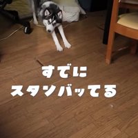 飼い主を見て伸びをする若いハスキー犬