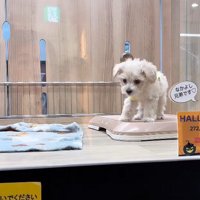 そらちゃんのお耳の変化3