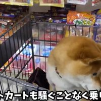 横を向く犬
