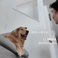 にっこり笑う犬