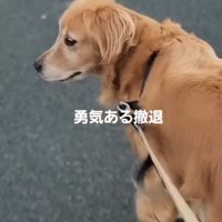 着ぐるみを見つめながら交差点を歩く犬