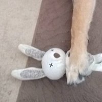 ぬいぐるみ