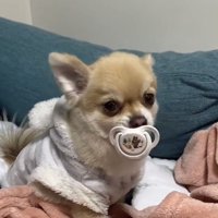 おしゃぶりを離さない犬