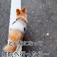 動物病院に連れていくことに