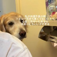 心配そうに見守るわんこ